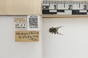 Media type: image;   Entomology 791092 Aspect: Labels